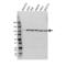 Glucosidase II Alpha Subunit antibody, VPA00679, Bio-Rad (formerly AbD Serotec) , Western Blot image 