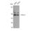 Docking Protein 2 antibody, STJ92761, St John