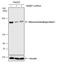 Ribosome-binding protein 1 antibody, NBP2-43600, Novus Biologicals, Western Blot image 