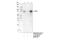 Interleukin 1 Receptor Accessory Protein antibody, 73070S, Cell Signaling Technology, Immunoprecipitation image 