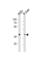 G Protein-Coupled Receptor 4 antibody, abx034798, Abbexa, Western Blot image 