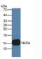 Stefin-B antibody, abx131841, Abbexa, Western Blot image 