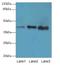 Mab-21 Like 1 antibody, LS-C395080, Lifespan Biosciences, Western Blot image 