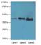 Protein mab-21-like 1 antibody, LS-C395080, Lifespan Biosciences, Western Blot image 