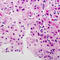 Serine Incorporator 2 antibody, LS-C353685, Lifespan Biosciences, Immunohistochemistry frozen image 