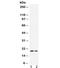 Epiregulin antibody, R31803, NSJ Bioreagents, Western Blot image 