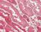 Lactate Dehydrogenase B antibody, orb195467, Biorbyt, Immunohistochemistry paraffin image 