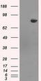 Histone Deacetylase 10 antibody, LS-C114838, Lifespan Biosciences, Western Blot image 