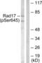 RAD17 Checkpoint Clamp Loader Component antibody, LS-C199512, Lifespan Biosciences, Western Blot image 