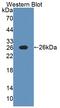 Nerve Growth Factor antibody, abx131371, Abbexa, Western Blot image 