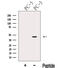 Kruppel Like Factor 6 antibody, GTX00646, GeneTex, Western Blot image 