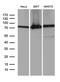 ATP Binding Cassette Subfamily F Member 2 antibody, MA5-27395, Invitrogen Antibodies, Western Blot image 