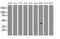 Thiopurine S-Methyltransferase antibody, MA5-25074, Invitrogen Antibodies, Western Blot image 