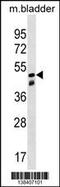 Sorting Nexin 8 antibody, 59-942, ProSci, Western Blot image 