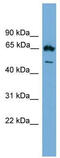 EBF Family Member 4 antibody, TA329589, Origene, Western Blot image 