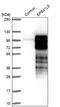 Band 4.1-like protein 5 antibody, NBP2-38354, Novus Biologicals, Western Blot image 