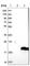 Chromosome 14 Open Reading Frame 177 antibody, HPA018091, Atlas Antibodies, Western Blot image 