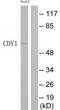 Chromodomain Y-Linked 1B antibody, TA316267, Origene, Western Blot image 