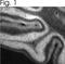Inositol 1,4,5-Trisphosphate Receptor Type 1 antibody, PA1-904, Invitrogen Antibodies, Immunohistochemistry frozen image 