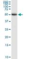 Tryptophan 2,3-Dioxygenase antibody, H00006999-D01P, Novus Biologicals, Western Blot image 