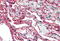 S100 Calcium Binding Protein A10 antibody, MBS245409, MyBioSource, Immunohistochemistry paraffin image 