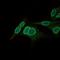 Nuclear Receptor Subfamily 6 Group A Member 1 antibody, NBP2-37467, Novus Biologicals, Immunofluorescence image 