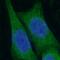 Neudesin Neurotrophic Factor antibody, FNab05661, FineTest, Immunofluorescence image 