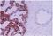 HAP1 antibody, TA301441, Origene, Immunohistochemistry paraffin image 