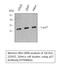 Cyclin Dependent Kinase Inhibitor 1B antibody, STJ94866, St John