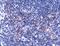 Fas Ligand antibody, PA5-32400, Invitrogen Antibodies, Immunohistochemistry paraffin image 