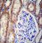 Forkhead Box O3 antibody, LS-C166238, Lifespan Biosciences, Immunohistochemistry frozen image 