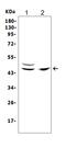 TNF Receptor Associated Factor 1 antibody, PA2006, Boster Biological Technology, Western Blot image 