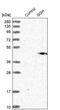 Gamma-Glutamyl Hydrolase antibody, PA5-55230, Invitrogen Antibodies, Western Blot image 