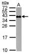 Glycophorin A (MNS Blood Group) antibody, GTX100300, GeneTex, Western Blot image 