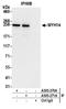 Myosin Heavy Chain 14 antibody, A305-271A, Bethyl Labs, Immunoprecipitation image 