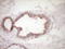 Vasoactive Intestinal Peptide antibody, LS-C340106, Lifespan Biosciences, Immunohistochemistry frozen image 