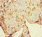 Nuclear Receptor Subfamily 1 Group H Member 3 antibody, LS-C318594, Lifespan Biosciences, Immunohistochemistry paraffin image 