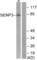 SUMO Specific Peptidase 3 antibody, abx013228, Abbexa, Western Blot image 