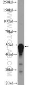 Beaded Filament Structural Protein 2 antibody, 25438-1-AP, Proteintech Group, Enzyme Linked Immunosorbent Assay image 