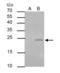 BCL2 Binding Component 3 antibody, GTX109675, GeneTex, Immunoprecipitation image 