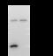 Mitogen-Activated Protein Kinase Kinase 7 antibody, GTX02387, GeneTex, Immunoprecipitation image 