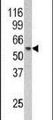 RCC1 And BTB Domain Containing Protein 2 antibody, PA5-13701, Invitrogen Antibodies, Western Blot image 