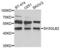 SH3 Domain Containing GRB2 Like, Endophilin B2 antibody, LS-C349262, Lifespan Biosciences, Western Blot image 