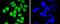 Sp1 Transcription Factor antibody, NBP2-67159, Novus Biologicals, Immunofluorescence image 