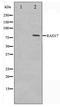 RAD17 Checkpoint Clamp Loader Component antibody, TA347338, Origene, Western Blot image 