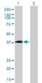 Ubiquitin Specific Peptidase 18 antibody, H00011274-B02P, Novus Biologicals, Western Blot image 
