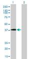 Ubl carboxyl-terminal hydrolase 18 antibody, H00011274-B02P, Novus Biologicals, Western Blot image 