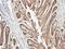 NADH:Ubiquinone Oxidoreductase Subunit A10 antibody, LS-C185521, Lifespan Biosciences, Immunohistochemistry frozen image 