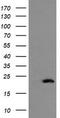 Copper Metabolism Domain Containing 1 antibody, TA504900, Origene, Western Blot image 