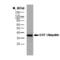 GST antibody, MCA1352B, Bio-Rad (formerly AbD Serotec) , Enzyme Linked Immunosorbent Assay image 